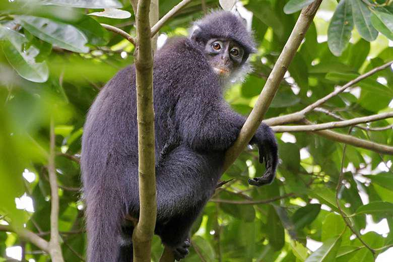 The Raffles’ Banded Langur was once widespread in Singapore, but its population is now restricted to the Central Catchment Nature Reserve. (PHOTO: Courtesy of Nick Baker)