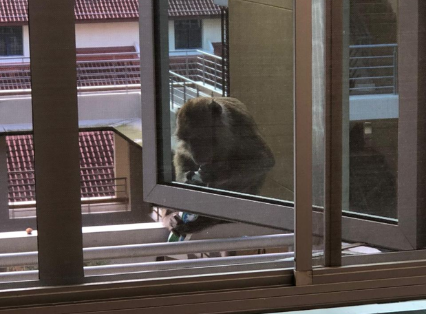 “It could have taken my laptop.” Students recall run-ins with monkeys on campus